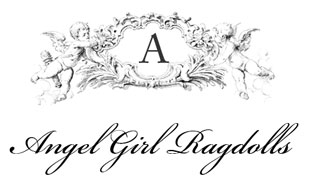 Angel Girl Ragdolls