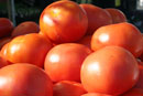 Sun Ripe Tomatos